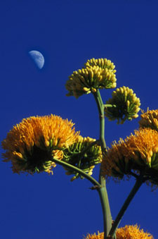 Photo of half moon and agave